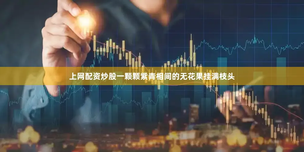 上网配资炒股一颗颗紫青相间的无花果挂满枝头
